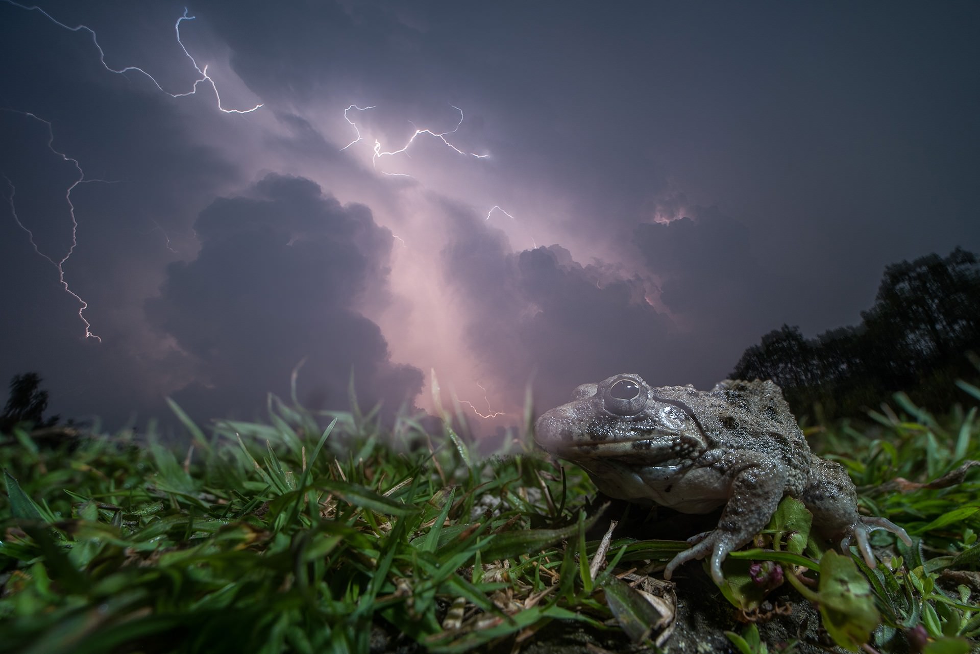 Loạt ảnh đẹp đoạt giải trong cuộc thi Nature inFocus Photography Awards 2020