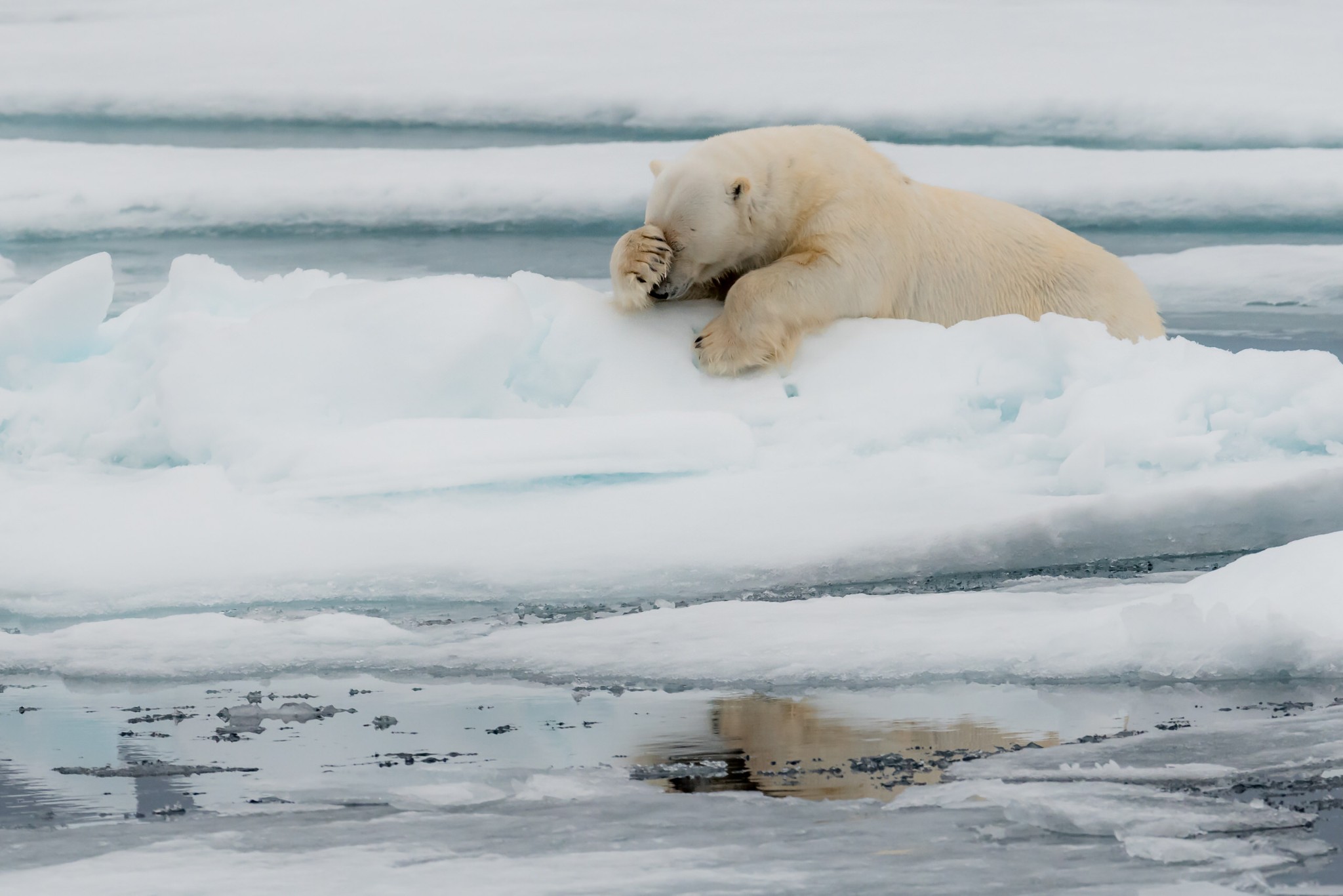 Loạt ảnh vui nhộn từ cuộc thi Comedy Wildlife Photo Awards 2020