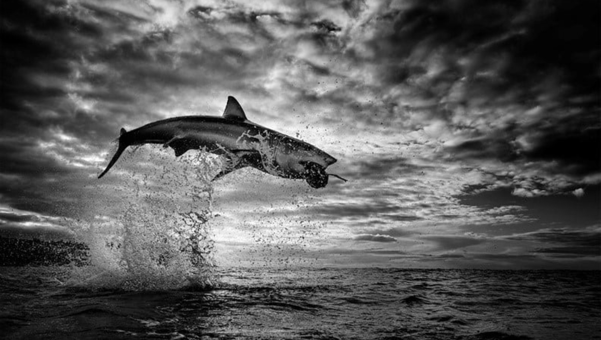 Ảnh đẹp khoảnh khắc cá mập trắng nhảy bật hơn 3.5 mét khỏi bề mặt đại dương
