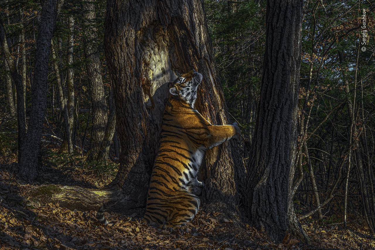 Loạt ảnh đẹp đoạt giải trong cuộc thi Nhiếp ảnh gia Đời sống hoang dã của năm 2020