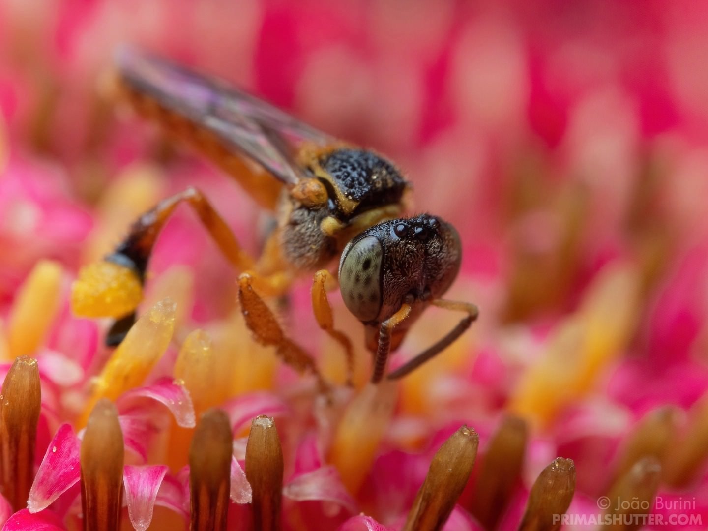 Bộ ảnh macro chụp côn trùng từ ống kính Laowa 50mm F2.8 Macro