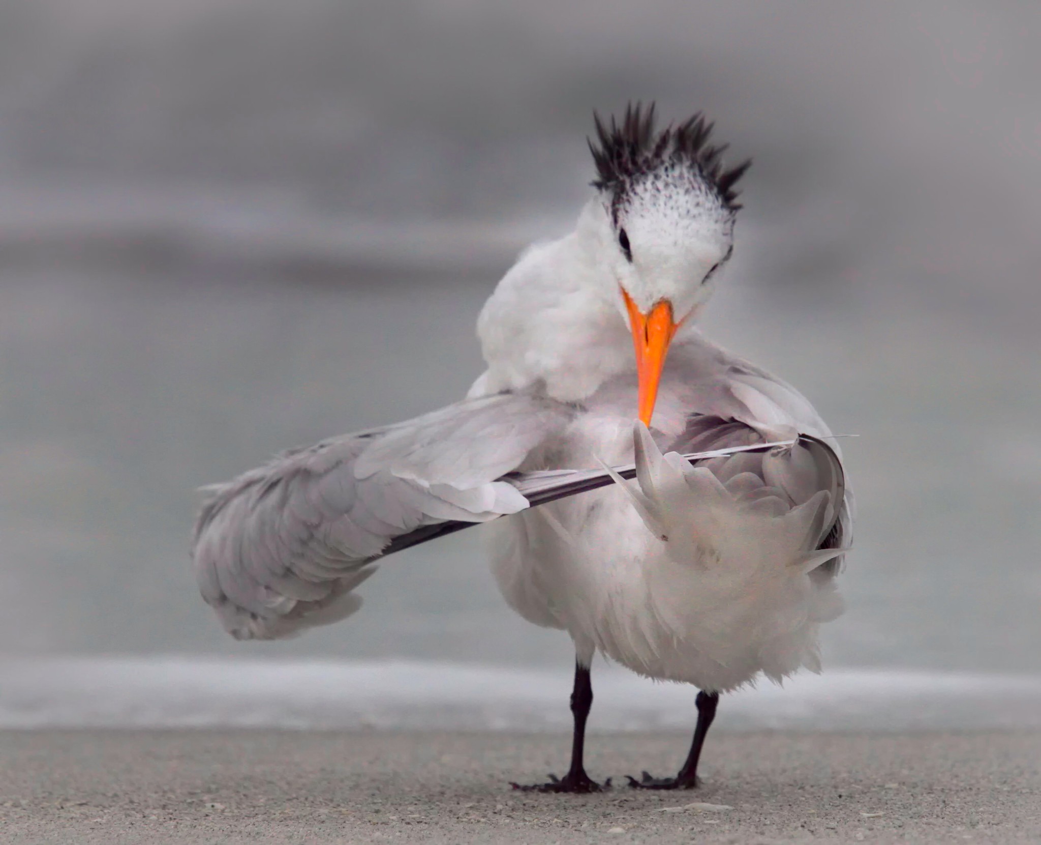 Loạt ảnh vui nhộn từ cuộc thi Comedy Wildlife Photo Awards 2020