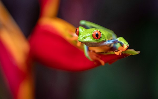 Tokina chính thức ra mắt ống kính Macro ATX-i 100mm F2.8 1:1