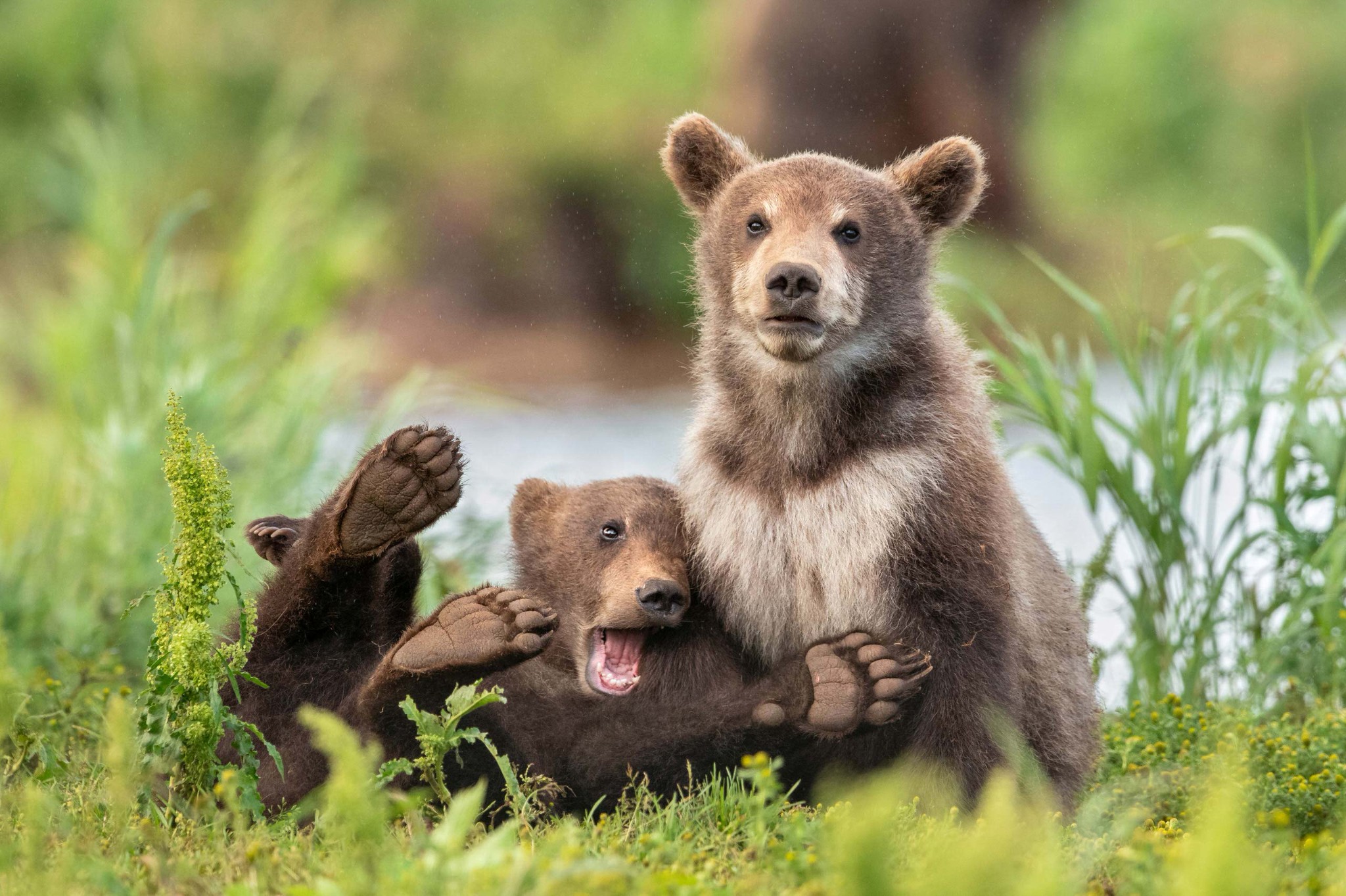 Loạt ảnh vui nhộn từ cuộc thi Comedy Wildlife Photo Awards 2020