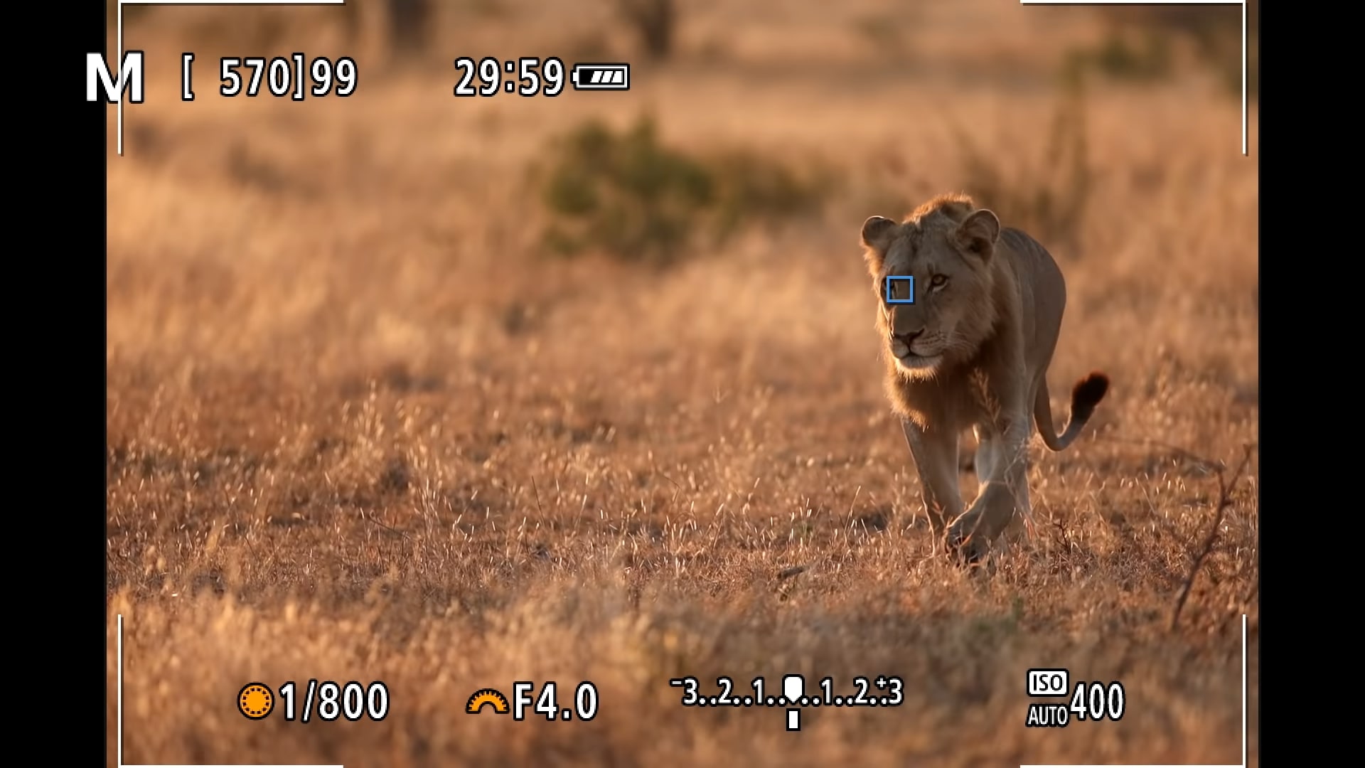 Nhiếp ảnh gia hoang dã chia sẻ về khả năng lấy nét mắt động vật từ Canon EOS R5