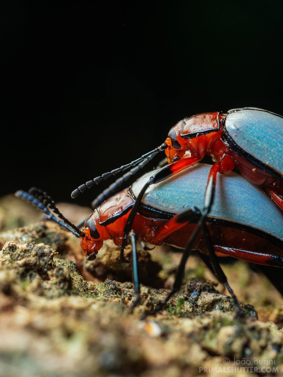 Bộ ảnh macro chụp côn trùng từ ống kính Laowa 50mm F2.8 Macro