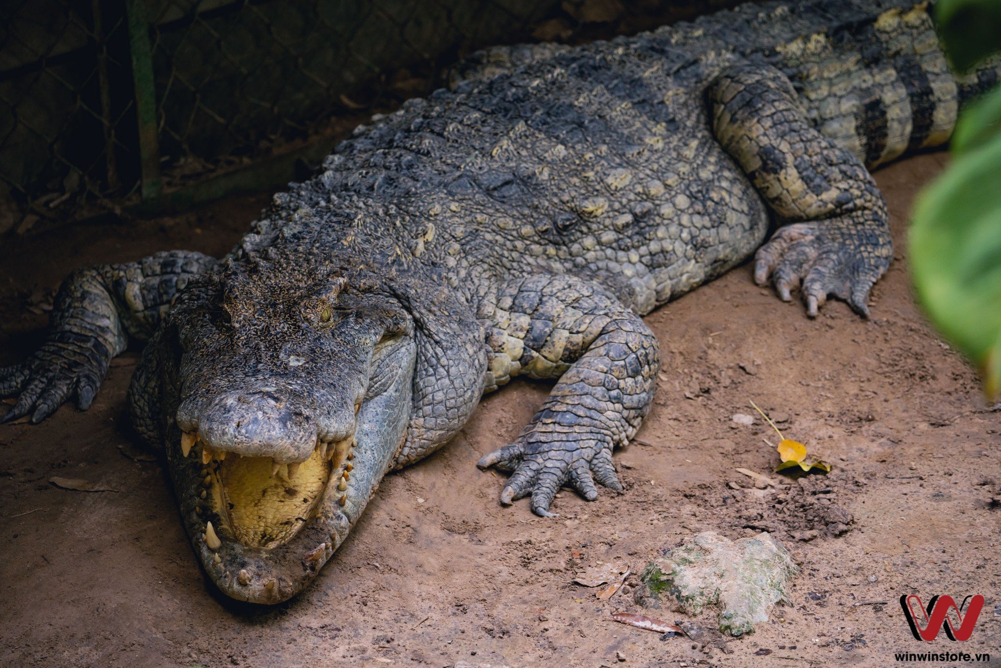 Trải nghiệm ống kính Sigma 100-400mm F5-6.3 DG DN OS trên máy ảnh Sony a7 III