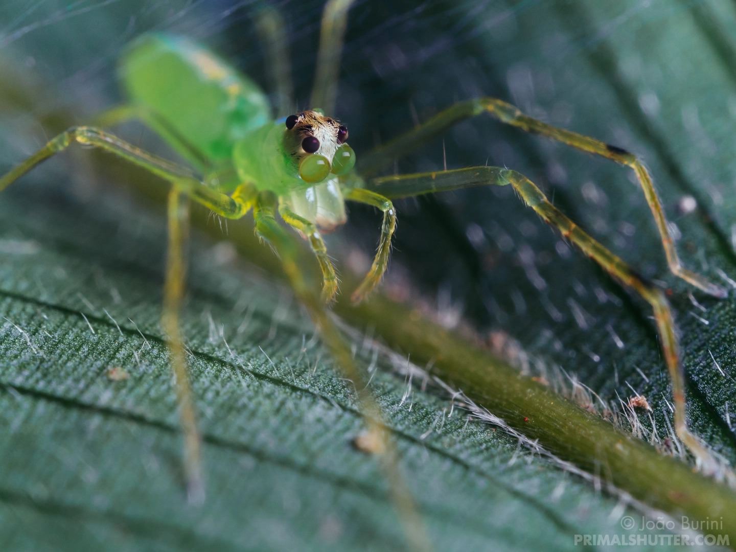 Bộ ảnh macro chụp côn trùng từ ống kính Laowa 50mm F2.8 Macro