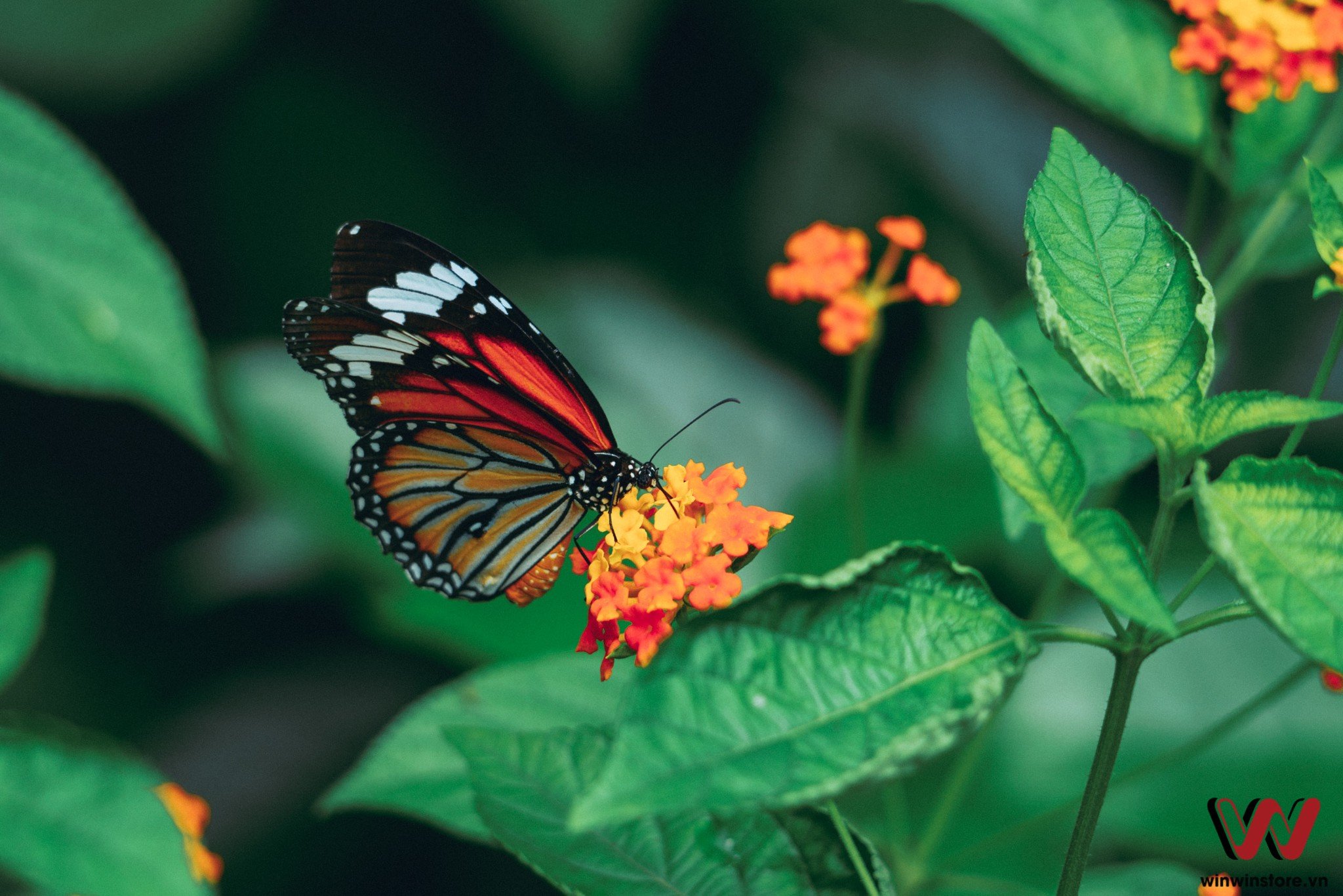 Trải nghiệm ống kính Sigma 100-400mm F5-6.3 DG DN OS trên máy ảnh Sony a7 III