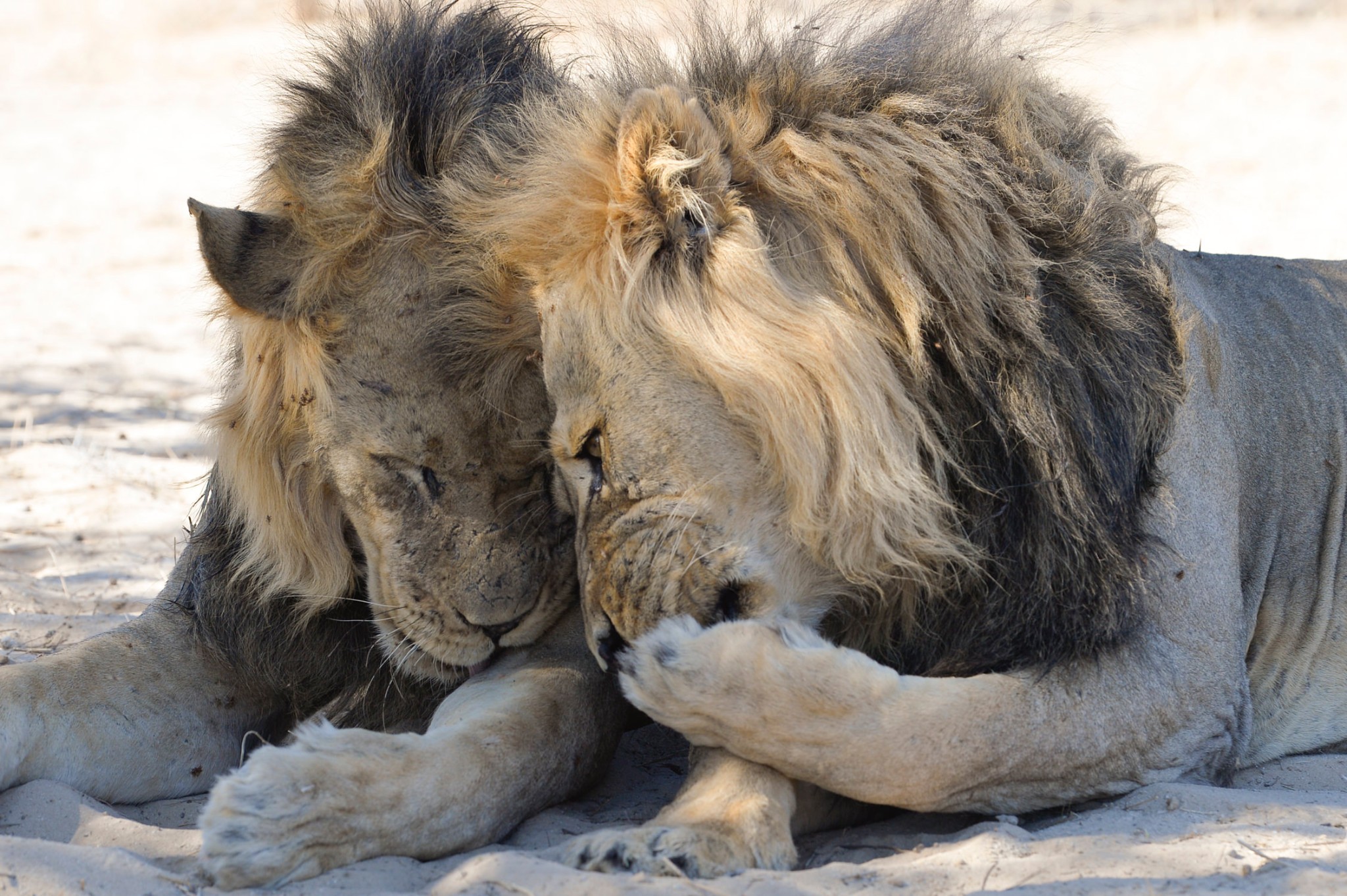 Loạt ảnh vui nhộn từ cuộc thi Comedy Wildlife Photo Awards 2020