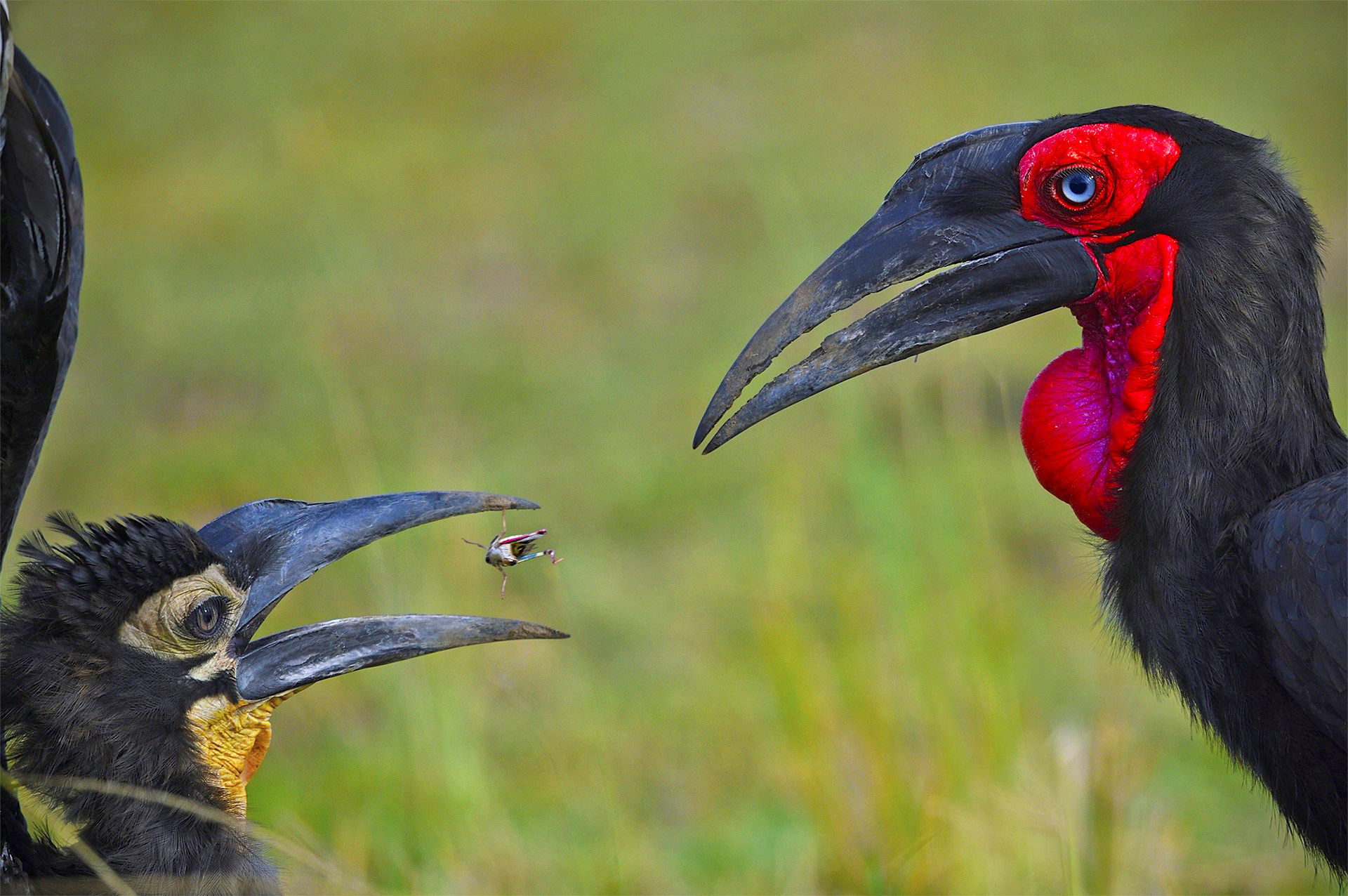 Loạt ảnh đẹp đoạt giải trong cuộc thi Nature inFocus Photography Awards 2020