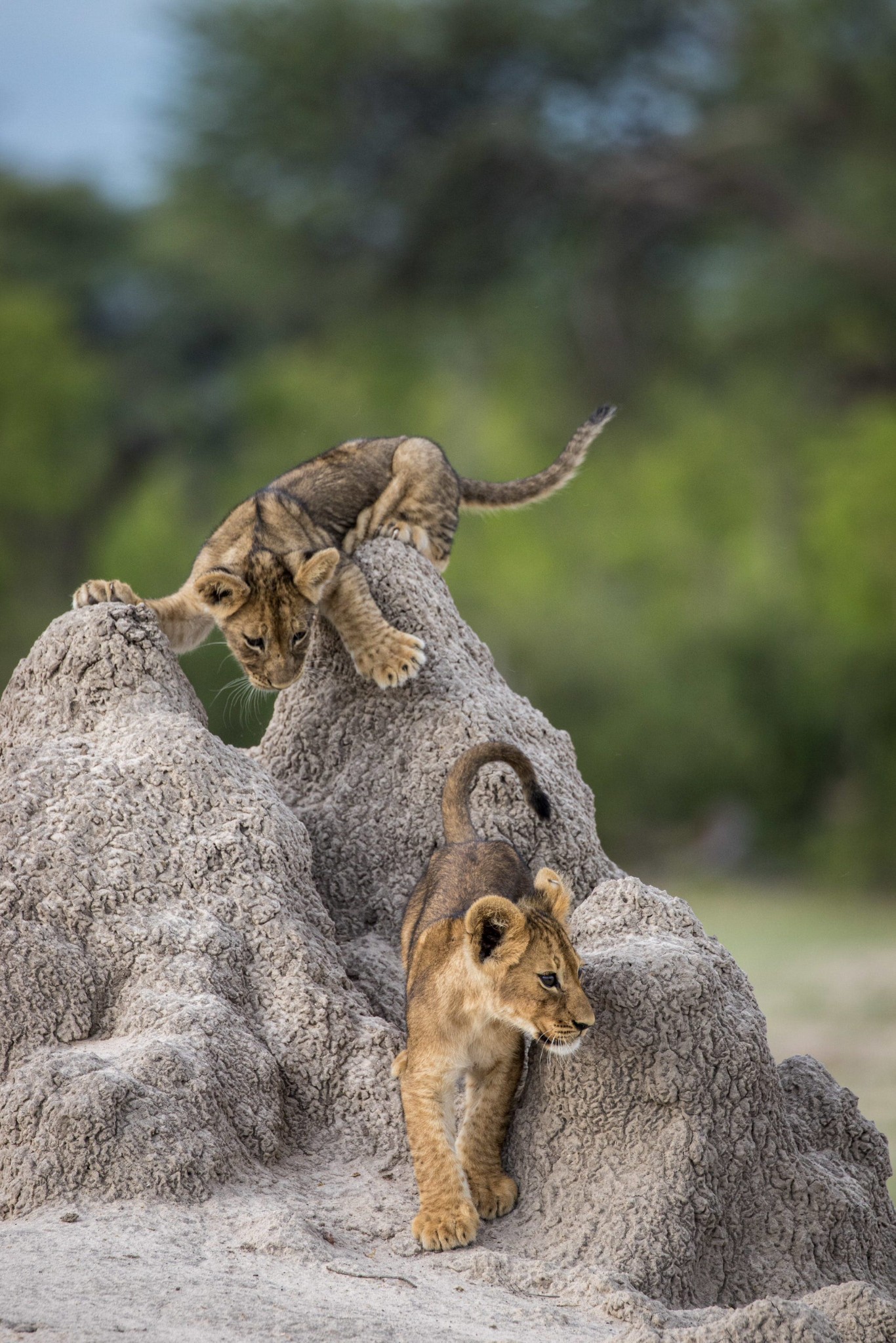 Loạt ảnh vui nhộn từ cuộc thi Comedy Wildlife Photo Awards 2020