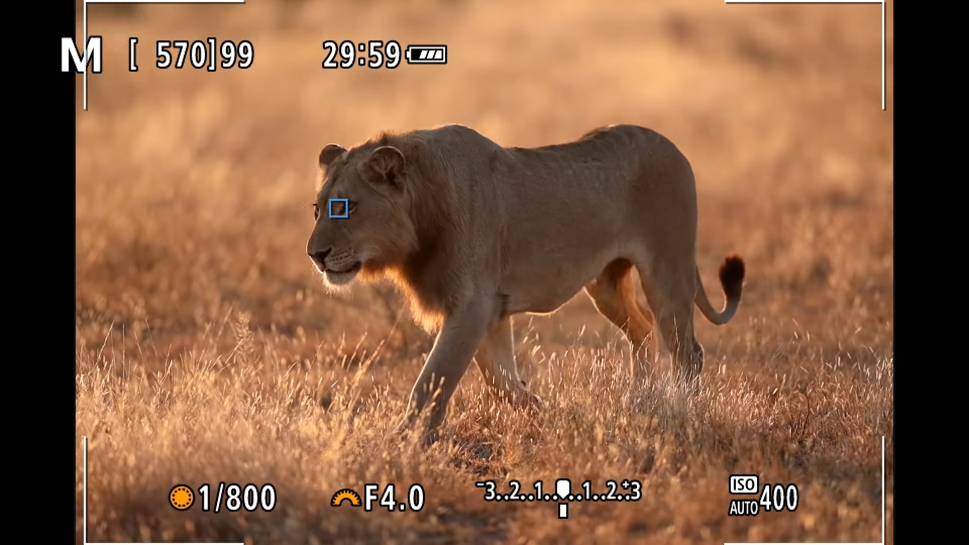 Nhiếp ảnh gia hoang dã chia sẻ về khả năng lấy nét mắt động vật từ Canon EOS R5