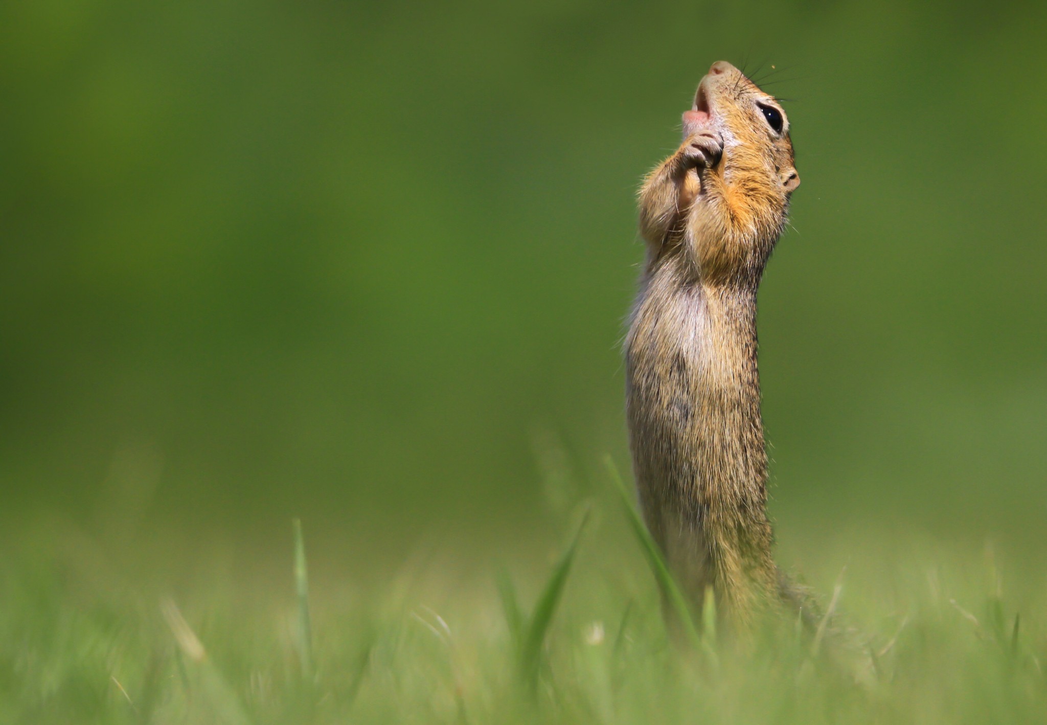 Loạt ảnh vui nhộn từ cuộc thi Comedy Wildlife Photo Awards 2020