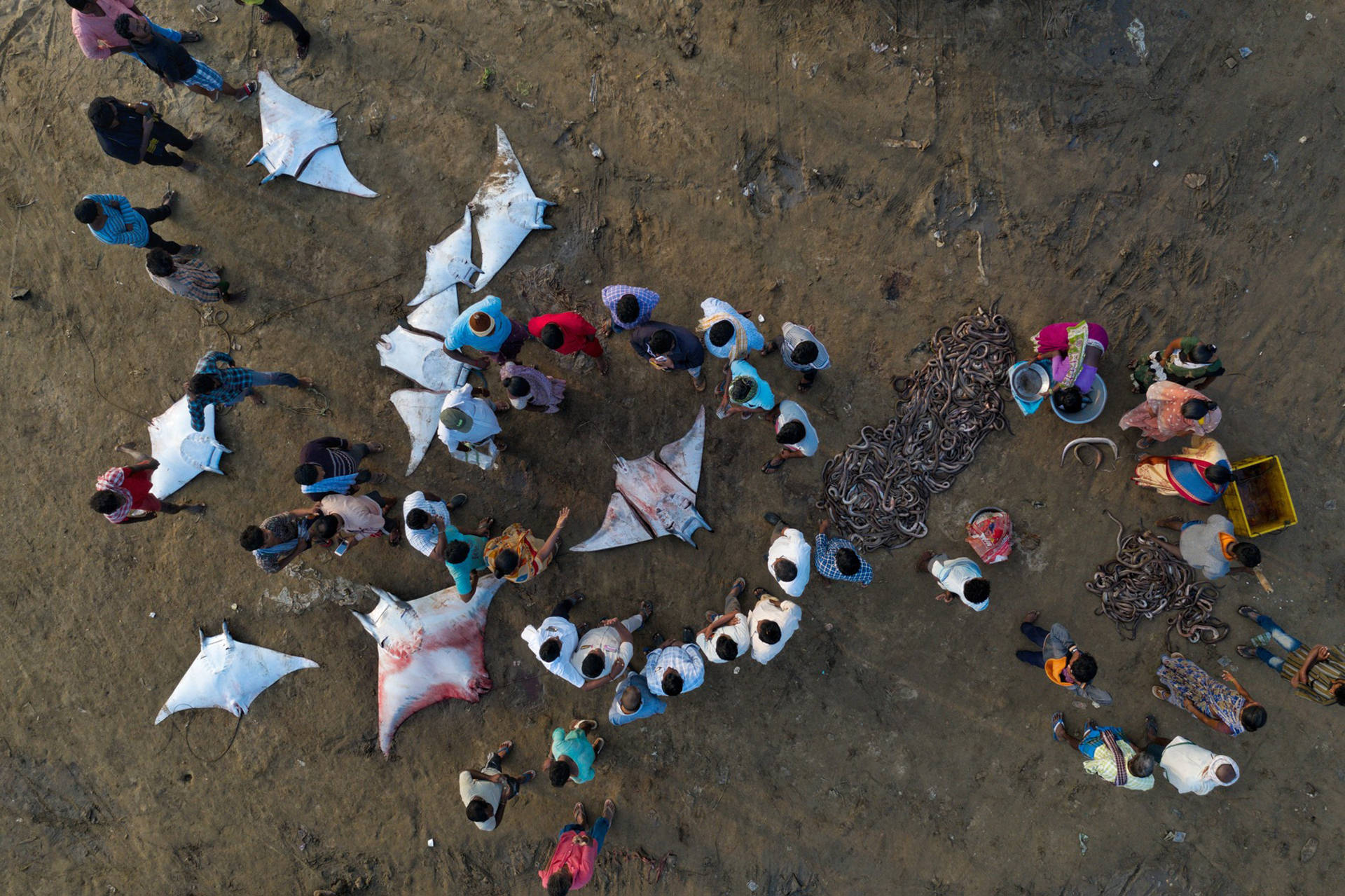 Loạt ảnh đẹp đoạt giải trong cuộc thi Nature inFocus Photography Awards 2020