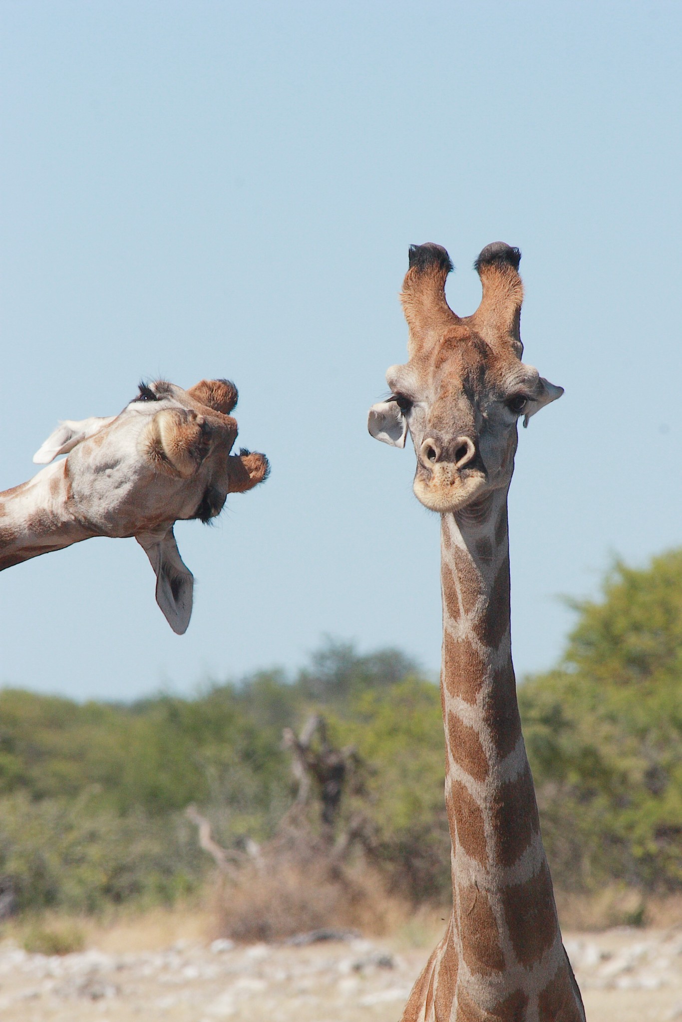 Loạt ảnh vui nhộn từ cuộc thi Comedy Wildlife Photo Awards 2020