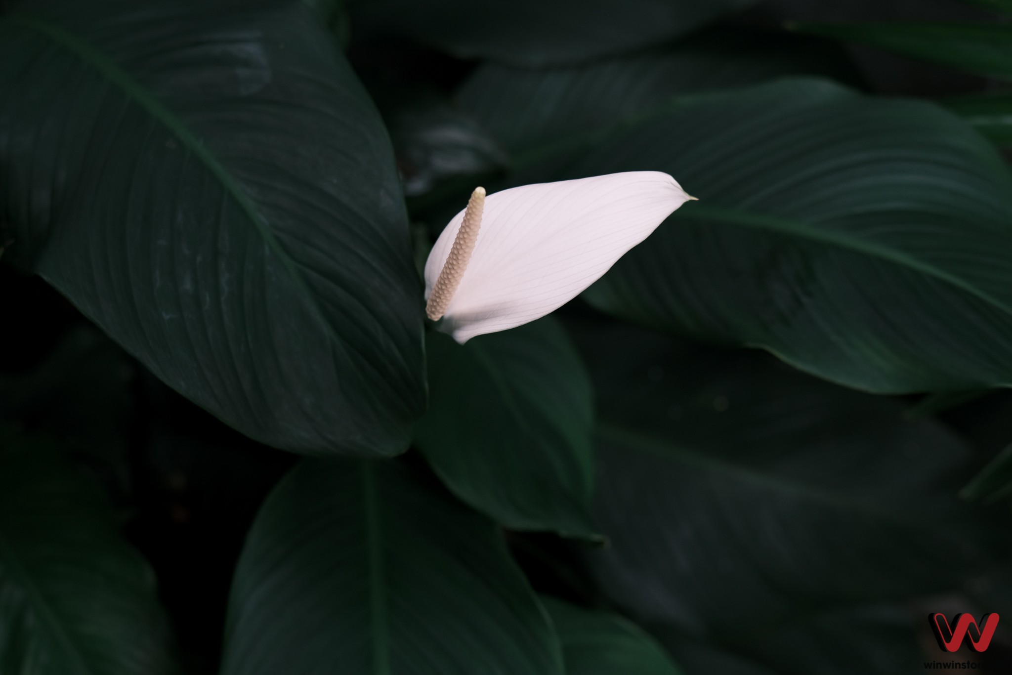 c136f89203