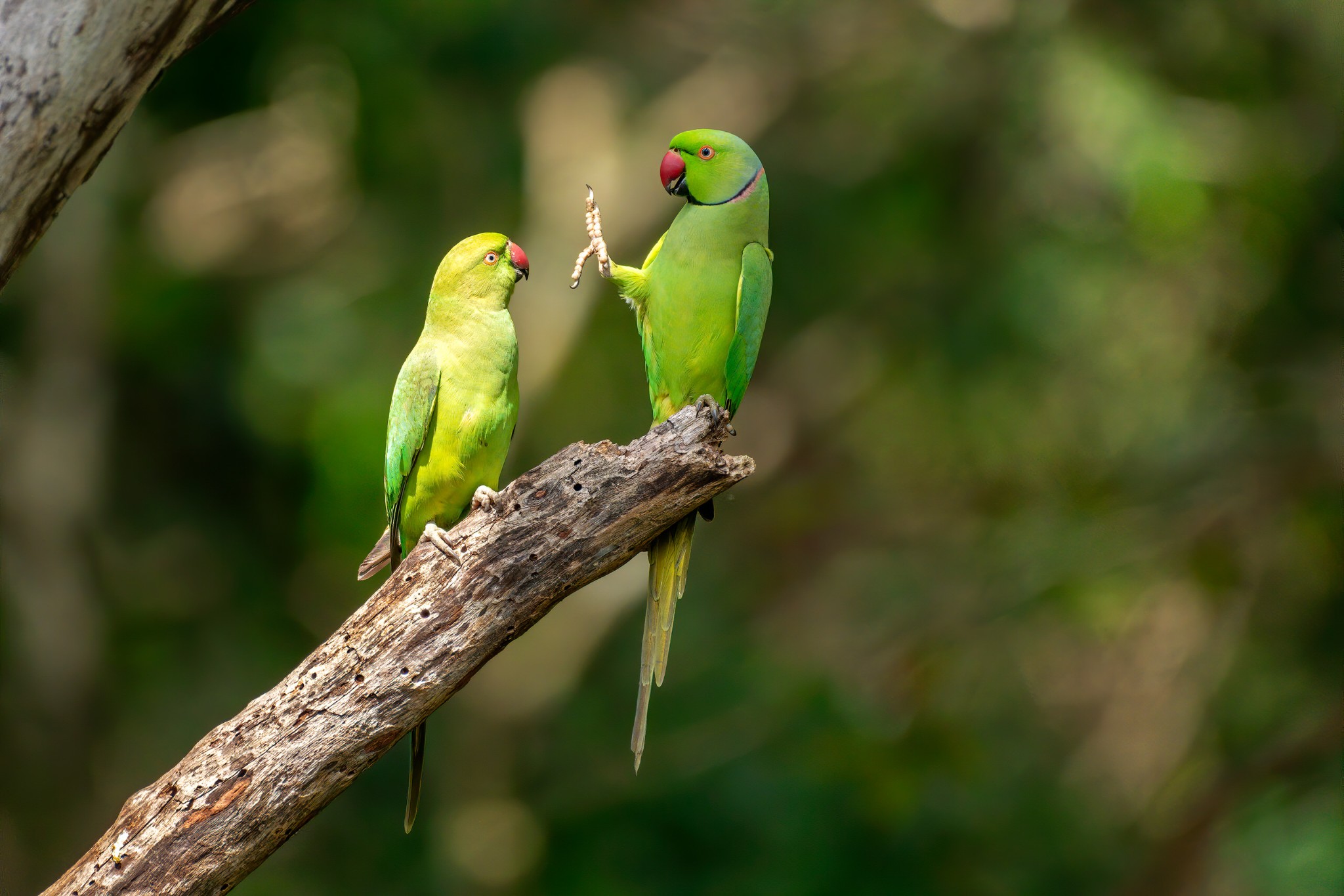 Loạt ảnh vui nhộn từ cuộc thi Comedy Wildlife Photo Awards 2020