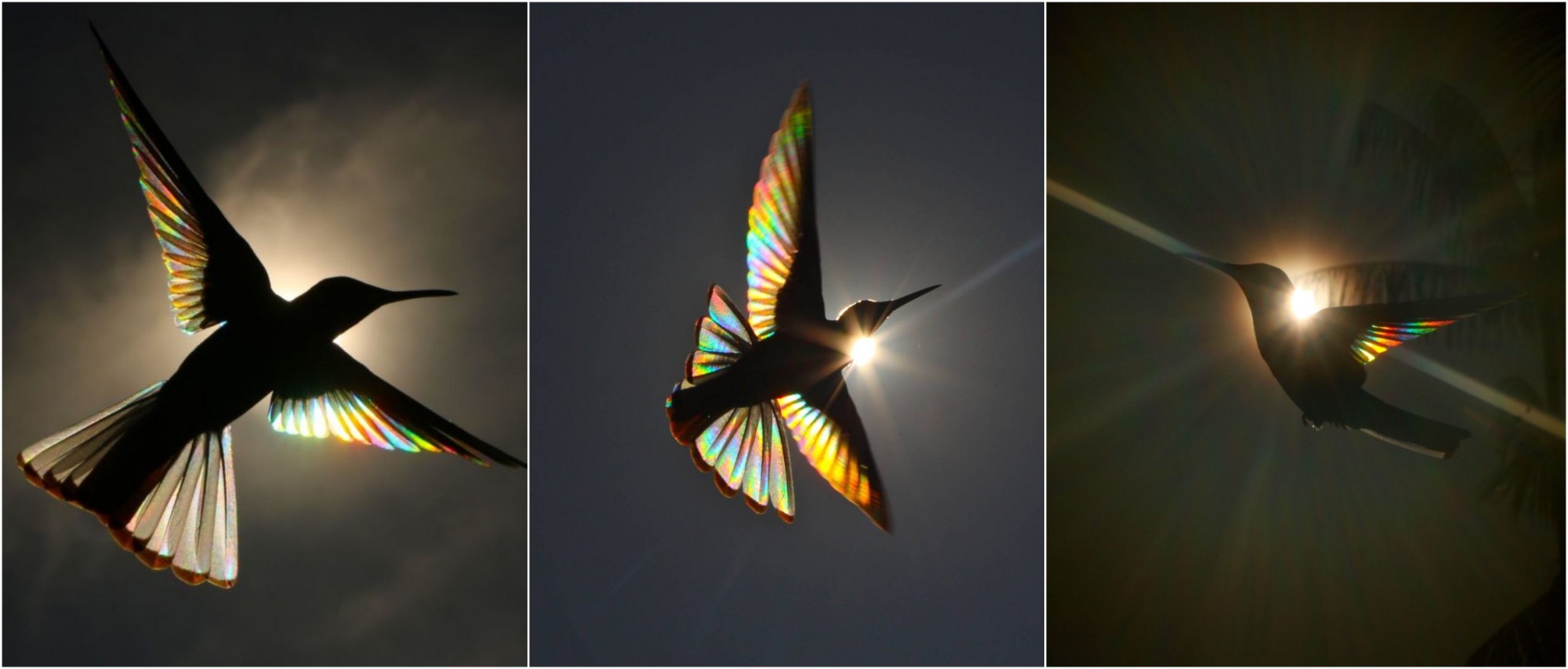 Những ánh cầu vồng lấp lánh dưới đôi cánh của chim ruồi được NAG người Úc ghi lại