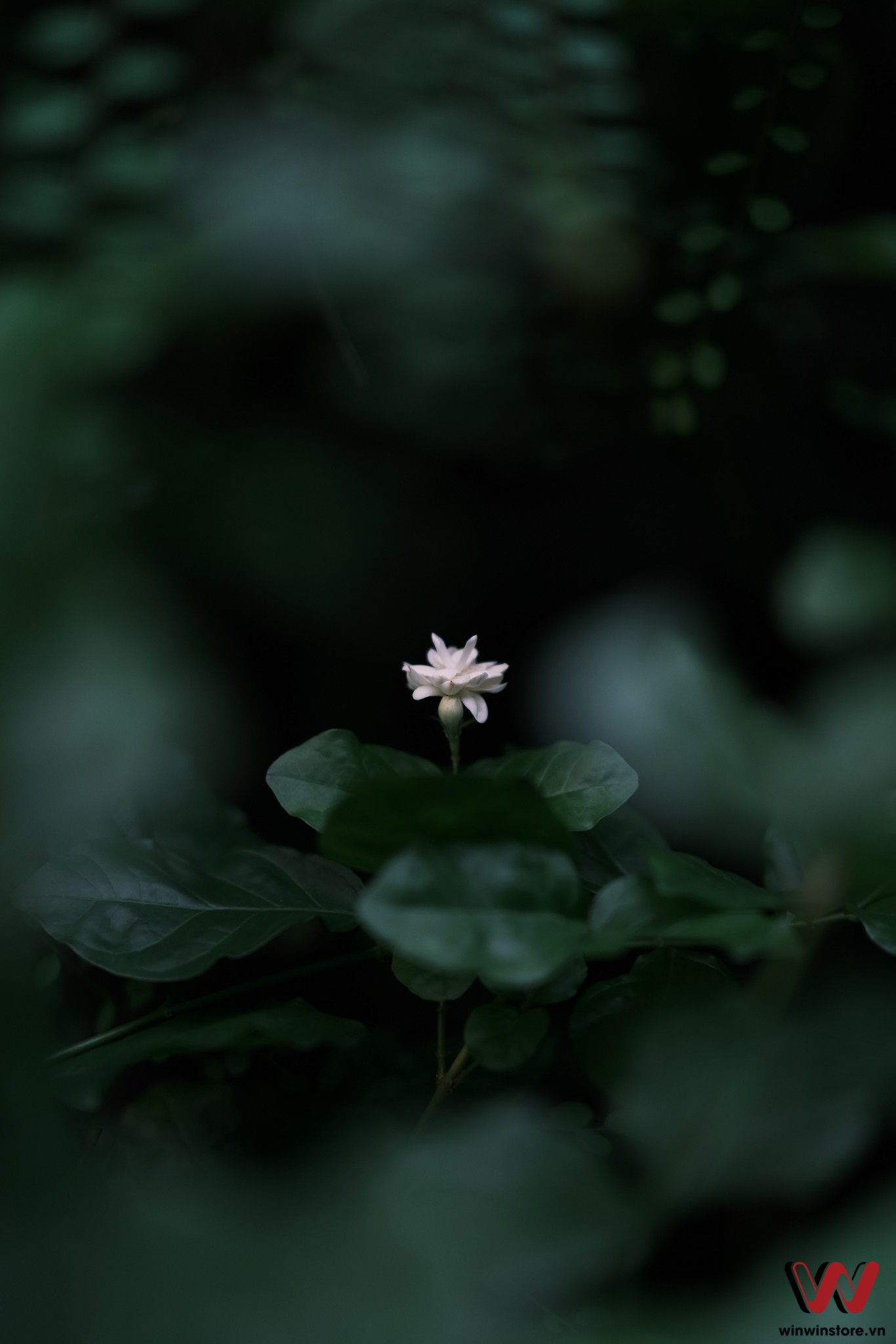 c9c1682643