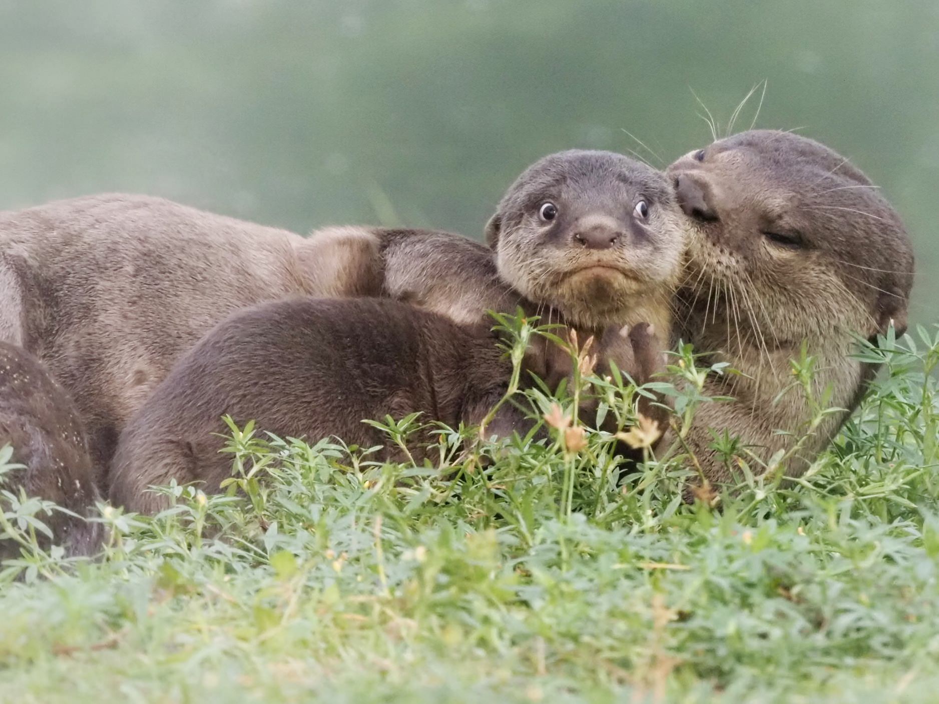 Loạt ảnh vui nhộn từ cuộc thi Comedy Wildlife Photo Awards 2020