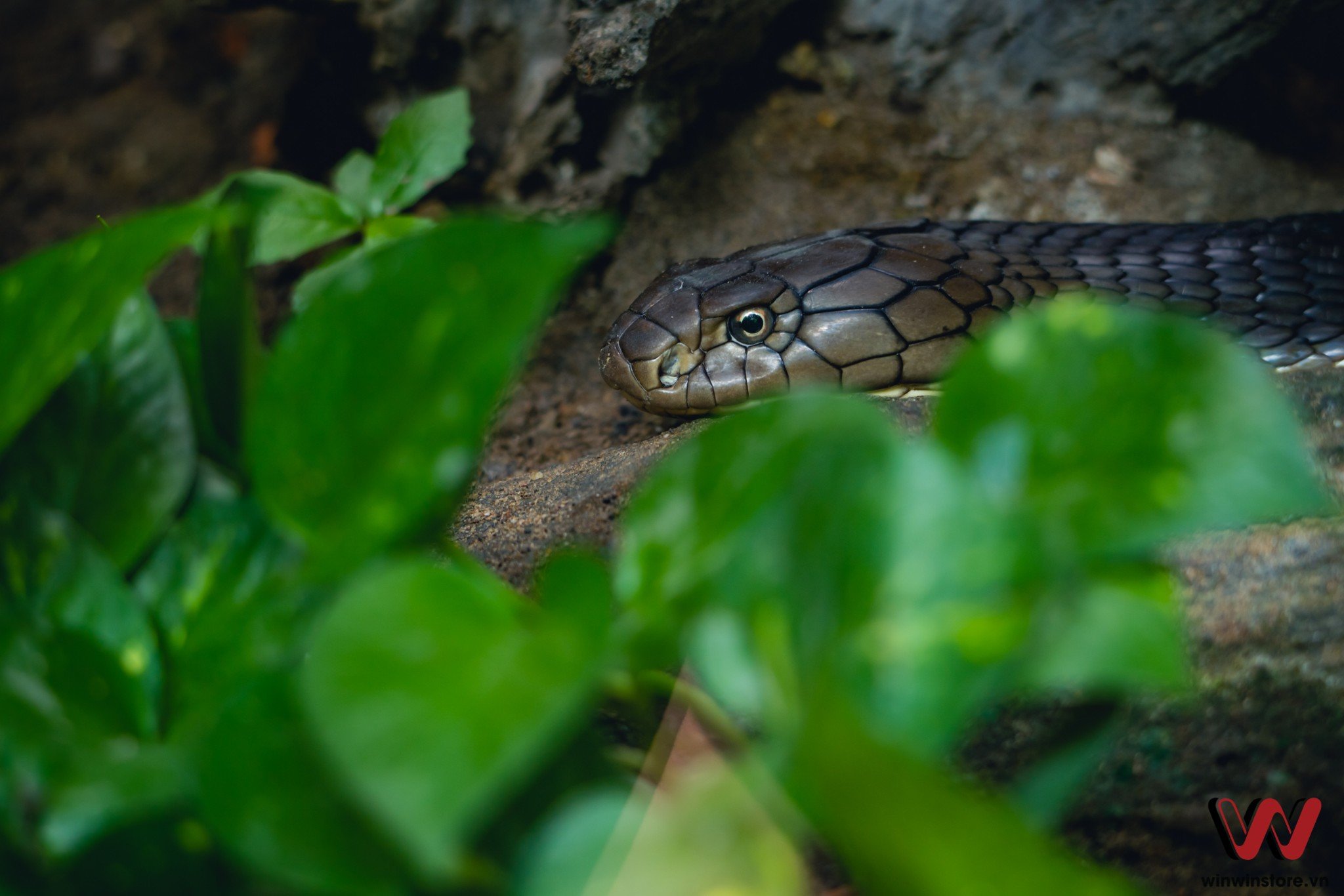 Trải nghiệm ống kính Sigma 100-400mm F5-6.3 DG DN OS trên máy ảnh Sony a7 III