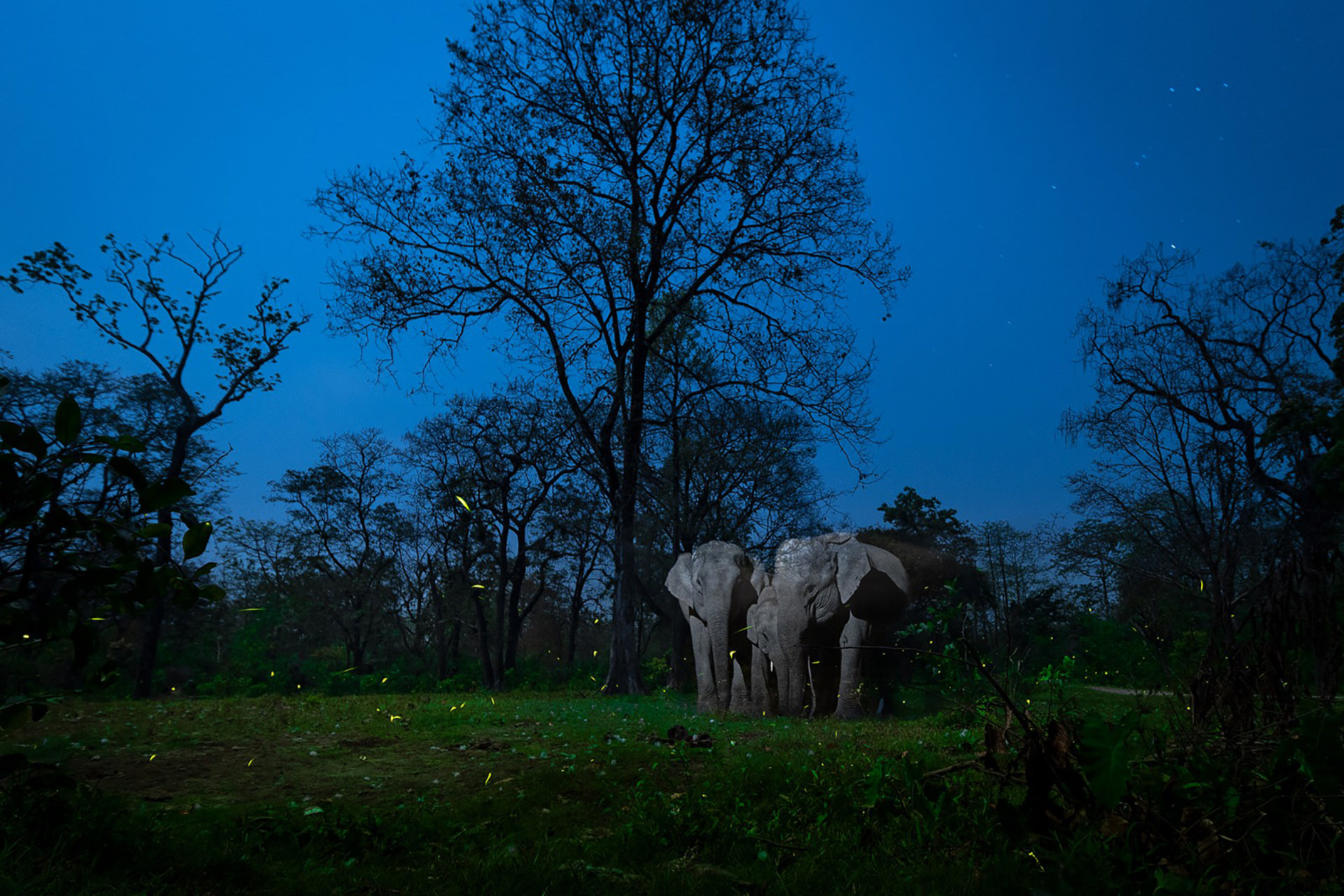 Loạt ảnh đẹp đoạt giải trong cuộc thi Nature inFocus Photography Awards 2020