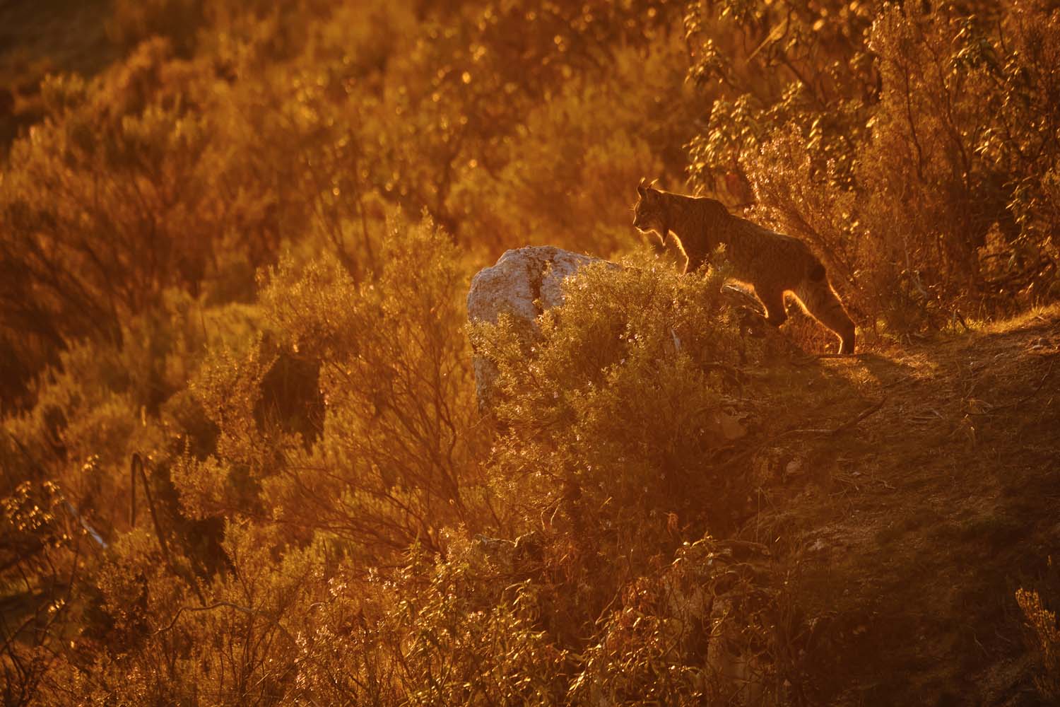 Loạt ảnh đẹp ấn tượng từ cuộc thi Nhiếp ảnh gia Đời sống hoang dã Châu Âu của năm
