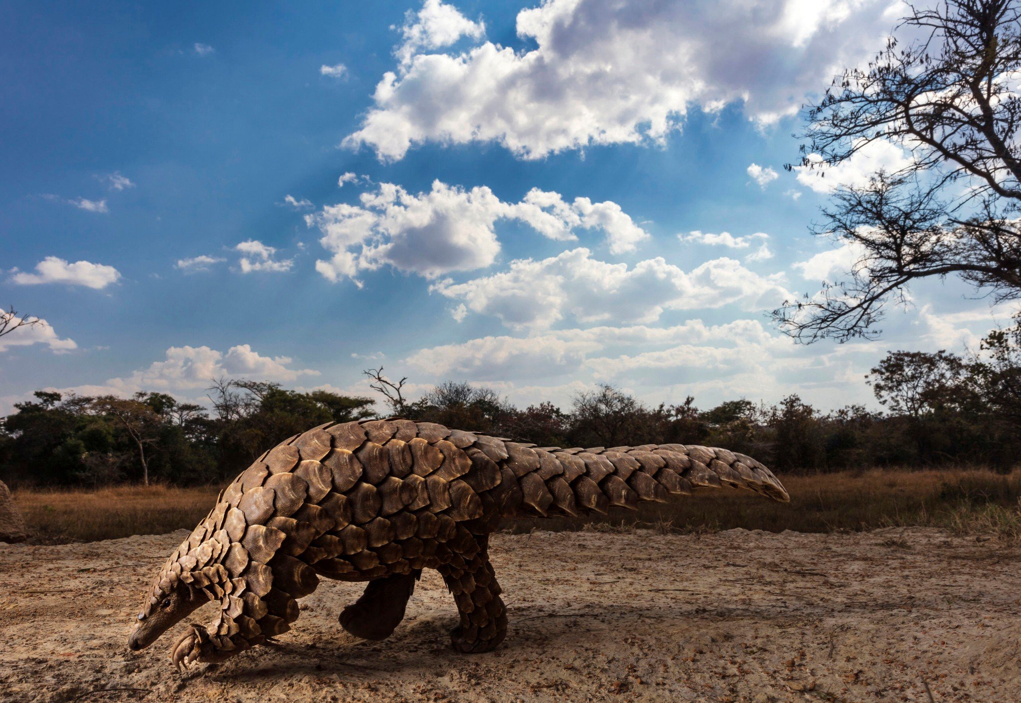 Loạt ảnh đẹp đoạt giải Sony World Photography Awards 2020