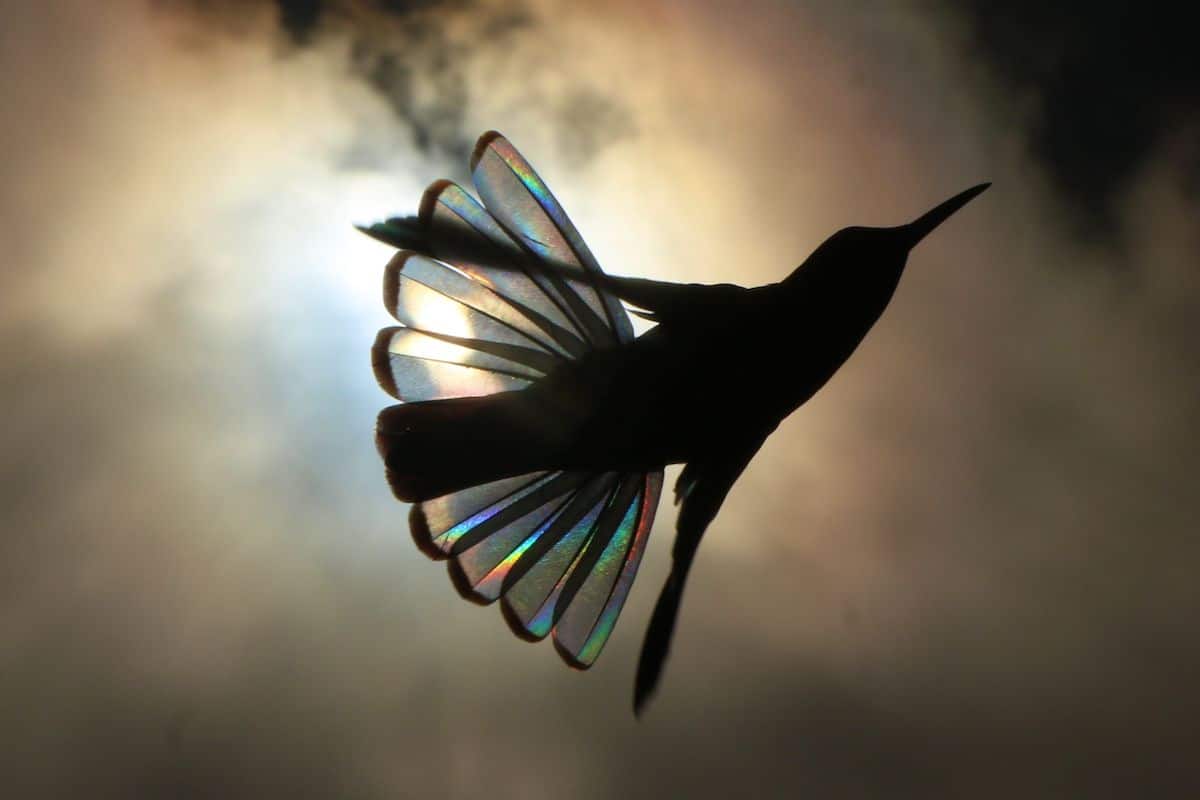 Những ánh cầu vồng lấp lánh dưới đôi cánh của chim ruồi được NAG người Úc ghi lại